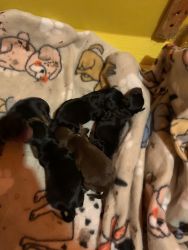 Female, miniature, pincher, puppies for sale