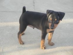 minpin dog pup for sale