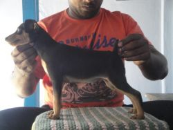 MINPIN DOG PUPPY FOR SALE WITH PAPER