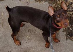 Red Min Pin