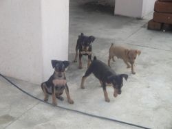 SHOW QUALITY MINPIN PUPY FOR SALE JUST 30 DAYS