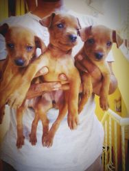 min pin puppies - female/male dogs