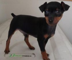 Well trained Miniature Pinscher puppies for Sale