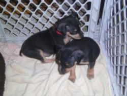 Registered Miniature Pinscher puppies available