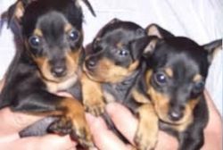 Miniature Pinscher Puppies for great home