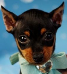 Gorgeous Min Pins - Financing Available!