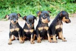 Generation Pedigree Miniature Pinscher Puppies