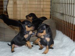 Adorable Miniature Pinscher Puppies