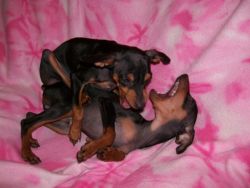 Spirited and lively Miniature Pinscher puppies