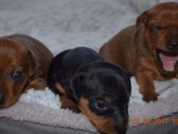 Two Stunning Pinscher Puppies For Sale