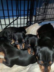 AKc Reg Small Proven Min Pin For Stud Only