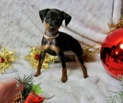 Male and female Miniature Pinscher Puppies available