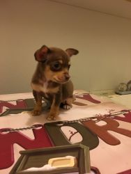 9 week old female to your mini pinscher