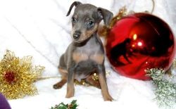 Gorgeous AKC Miniature Pinscher puppies