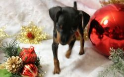 AKC Male and female Miniature Pinscher puppies
