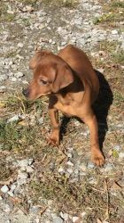 Red male Min Pin Pup