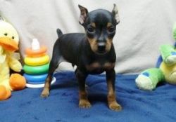 Miniature Pinscher Puppies For Adoption