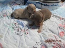 Miniature puppies for Sale