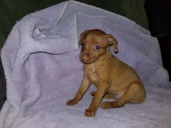 Min-Pin Puppies For Sale