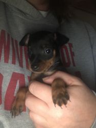 1 Male Black and Tan