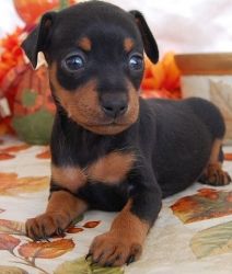 Friendly & Sweet Miniature Pinscher Puppies