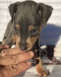 Precious Blue and Tan Male and Female Miniature Pinscher Puppies