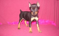 Easy trained Miniature Pinscher Puppies Available Now