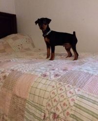 Males and females Miniature Pinscher puppies