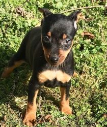 AKC Male and female Miniature Pinscher puppies