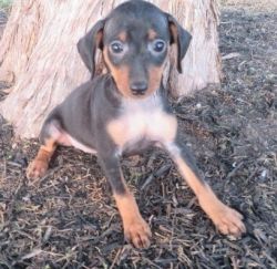 very tiny 2 month old AKC Miniature Pinscher puppies