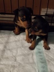 Mini pin puppies