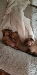Miniature pincher puppies for sale
