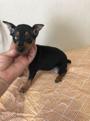 Ready Now!! Miniature Pinscher puppies for sale