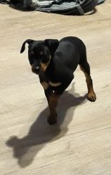 Min pin female 3 months old