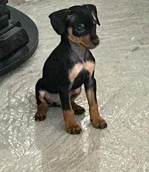 Adorable Puppies for sale