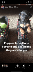 Puppies For Sell
