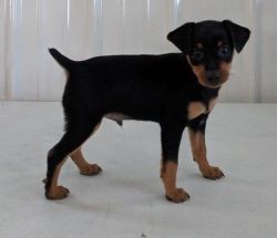 4 Black and Tan Miniature Pinscher Puppies For Sale