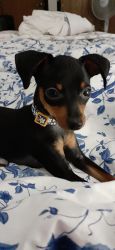 Adorable female toy min pin