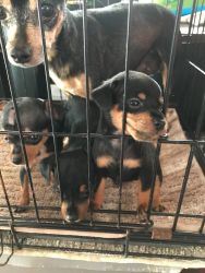 Mini Pinscher Puppies