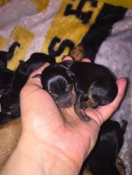 Miniature pincher puppies for sale