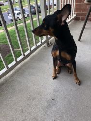 Min pin for sale