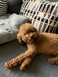 17 month old Pierre the Poodle