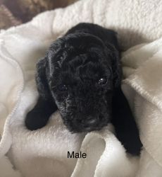 Mini Poodle Male