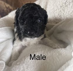 Male Miniature Poodle