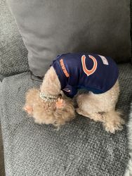 5 year old AKC Miniature Poodle for sale