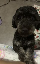 Miniature poodle , she is 2 years old and Nueter she is very friendly