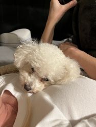 1.5 yr old white miniature poodle. Not neutered.