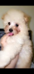 Miniature poodle ( Mia )
