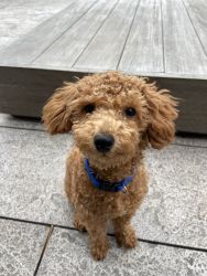 Cute 8 month teacup poodle for sale