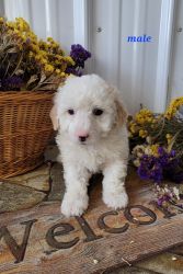 Mini poodle puppies for sale